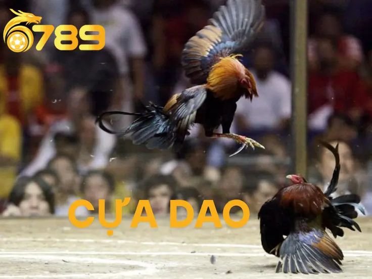Đá gà cựa dao